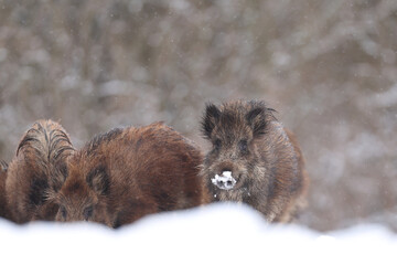 Dzik euroazjatycki, dzik, (Sus scrofa) © Bartosz Rakoczy