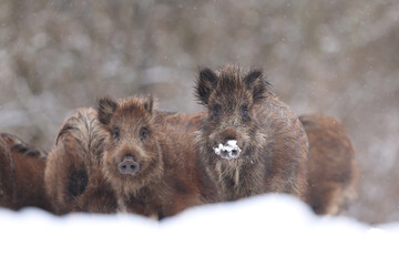 Dzik euroazjatycki, dzik, (Sus scrofa) © Bartosz Rakoczy