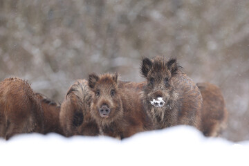 Dzik euroazjatycki, dzik, (Sus scrofa) © Bartosz Rakoczy