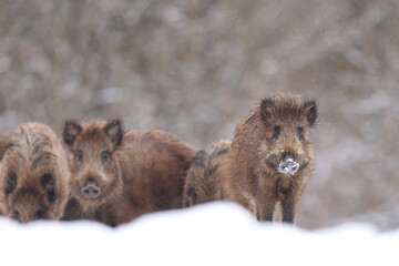 Dzik euroazjatycki, dzik, (Sus scrofa) © Bartosz Rakoczy