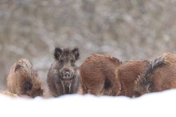 Dzik euroazjatycki, dzik, (Sus scrofa) © Bartosz Rakoczy