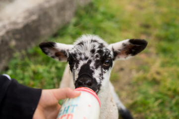 A charming portrait of a speckled lamb drinking milk from a bottle held by a person, symbolizing the bond between humans and farm animals in an ethical environment. © Phoscar