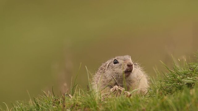 Cute European ground squirrel in fresh spring grass