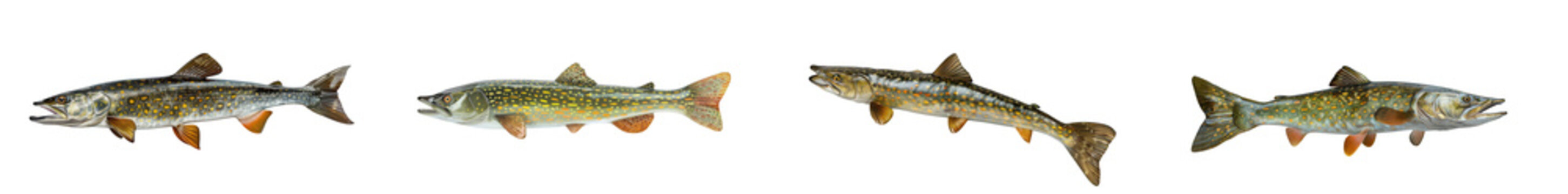 Northern pike fish isolated on transparent background