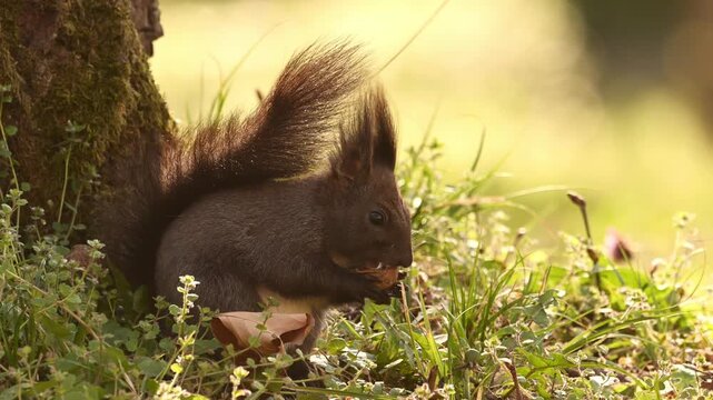 Cute squirrel in the grass with flowers playing and eating nuts