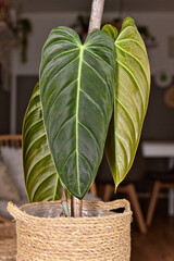Exotic 'Philodendron Melanochrysum' houseplant with long velvet leaves in basket flower pot © Firn