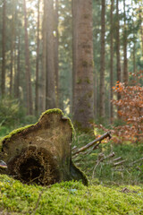 Fototapeta premium Image of a forest in spring. Black Forest in Germany.
