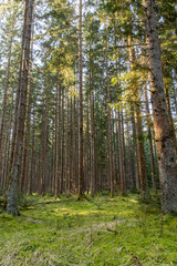 Fototapeta premium Image of a forest in spring. Black Forest in Germany.