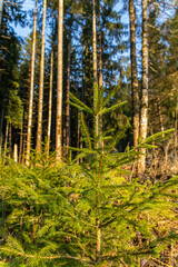 Fototapeta premium Image of a forest in spring. Black Forest in Germany.