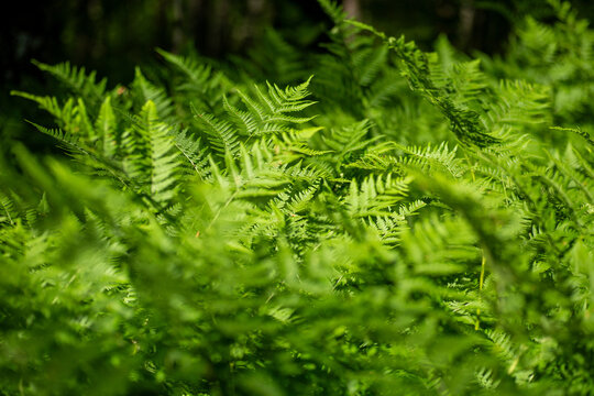Background of green fern leaves