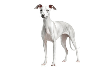 Fototapeta premium Slender Italian Greyhound standing in a poised elegant stance highlighting smooth coat and aerodynamic form isolated on transparent background PNG