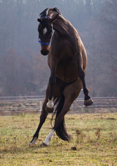 Wesoła skacząca klacz na porannym pastwisku © kubikactive