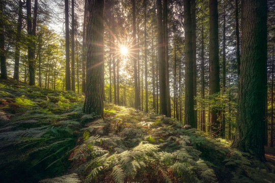 BOSQUE VERDE