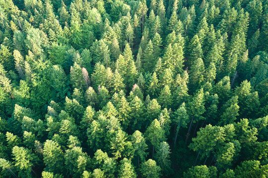 BOSQUE VERDE