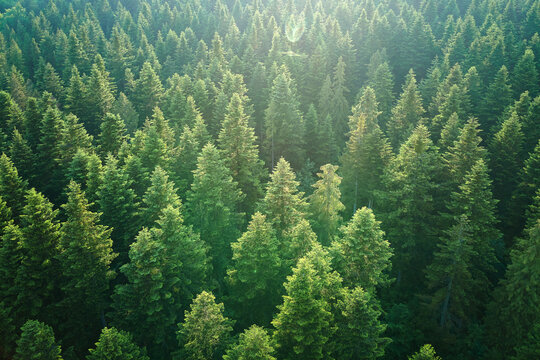 BOSQUE VERDE