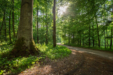 Fototapeta premium BOSQUE VERDE
