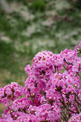Obraz premium Beautiful clusters of pink trumpet tree flowers (Tabebuia rosea) blooming on branches against a softly blurred natural background.