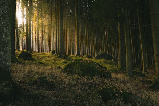 BOSQUE VERDE