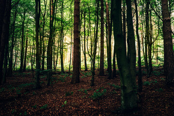 Obraz premium BOSQUE VERDE