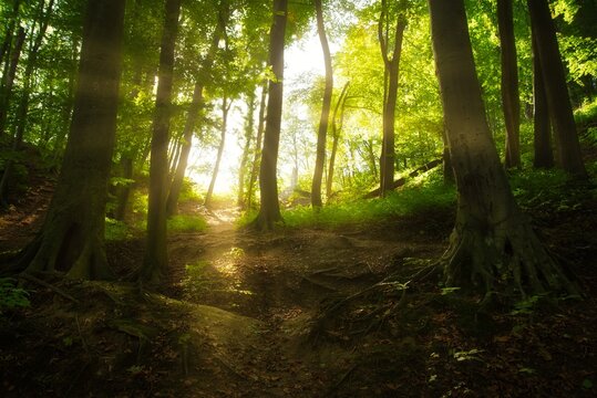 BOSQUE VERDE
