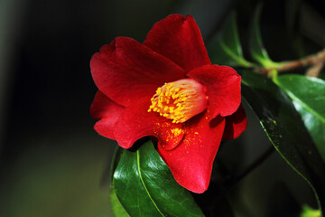 Rote Kamelie © mkofo