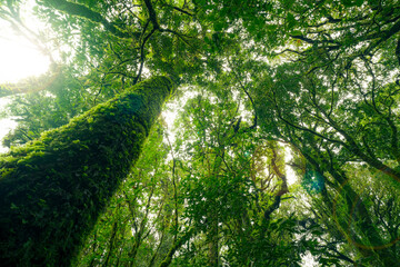 Fototapeta premium BOSQUE VERDE