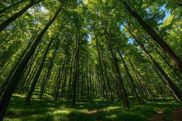 Fototapeta premium BOSQUE VERDE