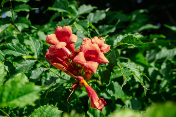 Fototapeta premium Campsis radicans orange red flowering plant, group of trumpet flowers in bloom on shrub branches
