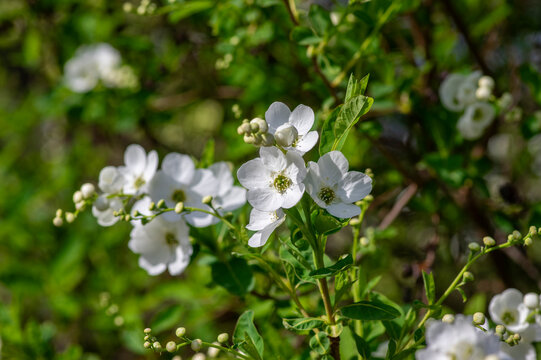 Exochorda racemosa Snow Mountain pearlbush white flowering shrub, ornamental plant in bloom