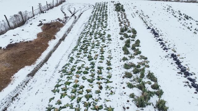 Garden field farm bio covered winter kale white snow cow dung fertilizer natural ice form on land with rich in minerals soil enhancer sustainable agriculture ecological economic agronomic and green