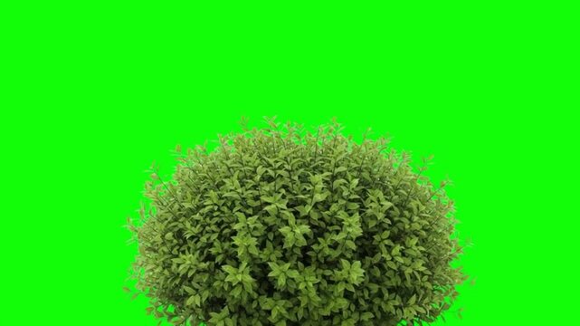 Isolated Green Shrub Bush Foliage Swaying on Chroma Key Green Screen Background for Landscape Design