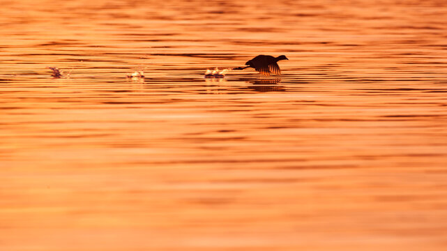coot in the morning light