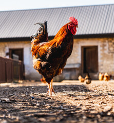single rooster at the backyard of a farm in a village in Poland © michal812