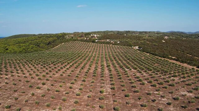Olive grove on the island of Korčula, Croatia