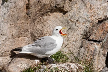kittiwake © Alexander Erdbeer