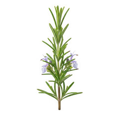 Fototapeta premium A close-up view of a rosemary plant with purple flowers and green leaves. isolated on white background
