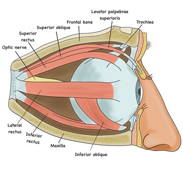 Anatomical diagram of eye and orbital muscles showing extraocular muscles, optic nerve and bones