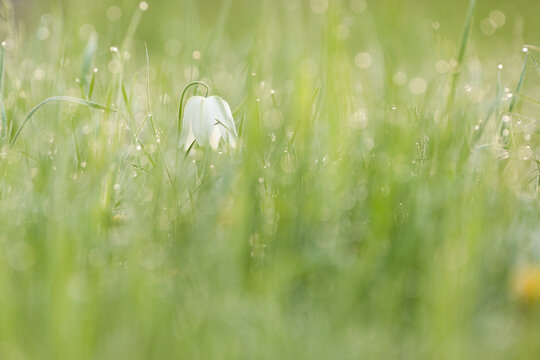 checkered daffodil with morning dew