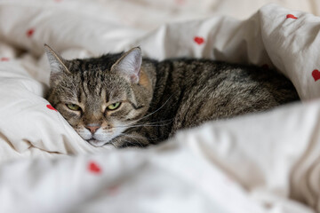 böser Blick einer Katze im Bett