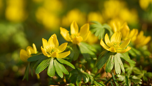 Winterlinge, Eranthis hyemalis