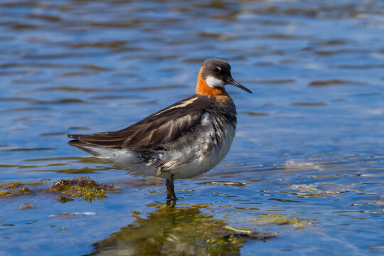 Red necked phalarope swimming in a hot spring in Iceland
