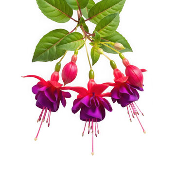 A cluster of vibrant fuschia flowers with bright red stamens and green leaves isolated on white background