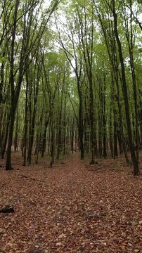 Vertical pan from bright tree canopy to autumn forest floor. Vertical camera movement starting with a low-angle view of green tree tops against a bright sky, panning down to reveal a dense forest of t