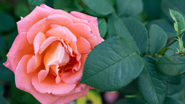 Folklore Hybrid Tea Rose. Close-up of a fully bloomed Hybrid Tea Rose Apricot Candy.