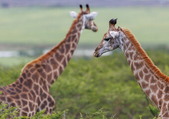 Fototapeta premium Two giraffes standing together in African savanna landscape