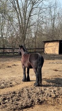 Irish cob, gypsy vanner horse