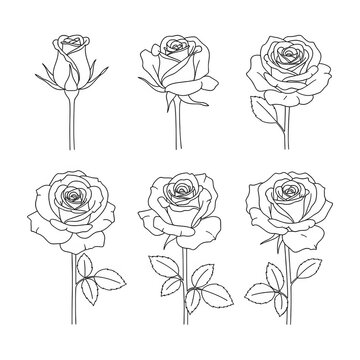 Intricate designs of interconnected circular patterns with floral motifs and geometric shapes isolated on transparent background