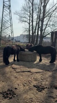 Brown tinker horses eating hay