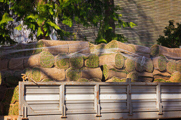 Green sod rolls lined across truck bed with warm sunlight, leafy backdrop and clean outdoor texture