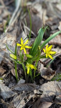 Yellow Star-of-Bethlehem (Gagea lutea) wildflowers blooming among dry leaves in early spring forest